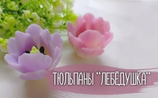 Тюльпаны «Лебедушка» в розовом и фиолетовом цветах на белом фоне