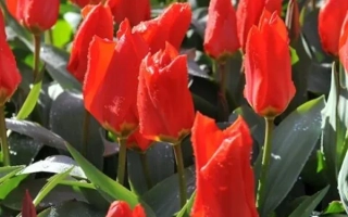 Красные тюльпаны на фоне зелени - Лефебрс Фаворит