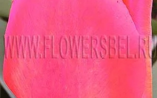 Тюльпан розового цвета на фоне зелени - Ленинс Мемориал