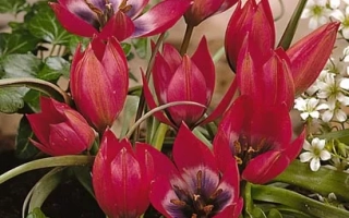 Литтлэ Бэауть