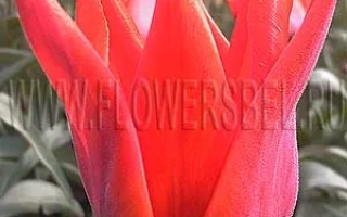 Красные тюльпаны на фоне зелени с водяным знаком FLOWERSBEL - Ловели Сепрайз