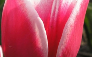 Тюльпан Люстиге Витве