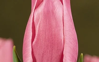 Мадамэ Дэ ла Мар