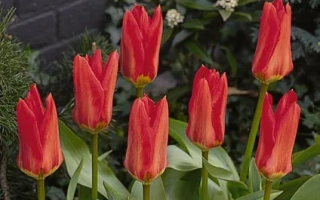 Мадамэ Лэфэбэр