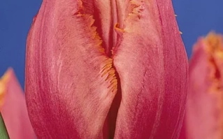 Мадисон Гардэн