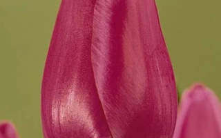 Магазинэ Прима