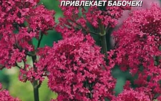 Пакет семян тюльпанов Малиновый звон на фоне цветущих растений