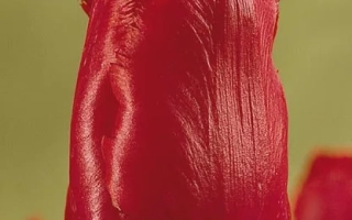 Мантэл'с Дрэам