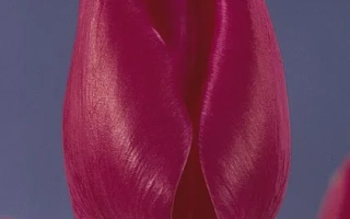 Маратhон Чампион