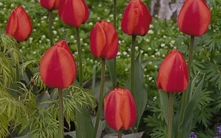 Маргарэт Hэрбст