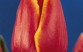 Маргот Фонтэьн