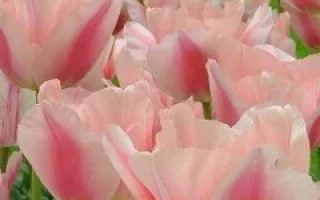 Мариа Чристина