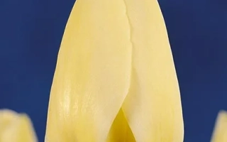 Мариа'с Дрэам