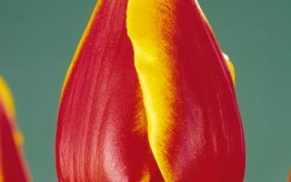 Мастэрминд