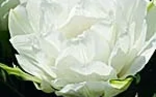 Маурээн Доублэ