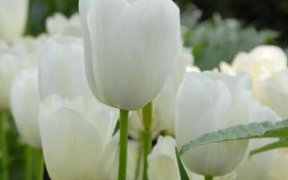 Белые тюльпаны на фоне зелени - Маурин