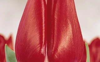 Мэррь Чристмас