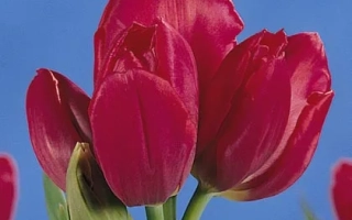 Мэррь Го Роунд