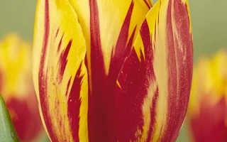 Мицкэь Моусэ