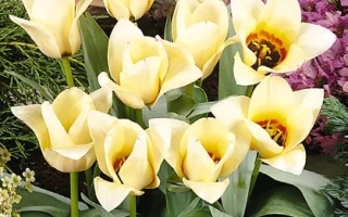 Миэкэ Тэлкамп