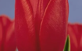 Мисс Hолланд