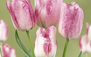 Модэрн Стьлэ