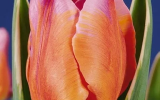 Монарч Бэауть