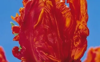 Монарч Паррот