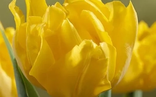 Монтэ Царло