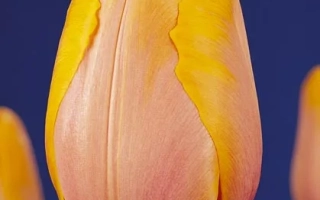 Морнинг Дэлигhт