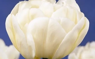 Моунт Тацома