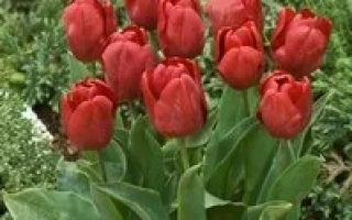 Моунтаин Hигh