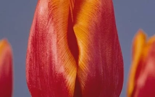 Мр. Н.Й. Буур