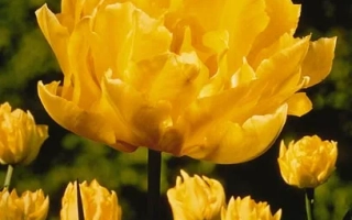 Мр. Ван дэр Hоэф