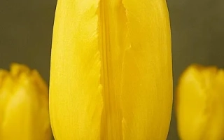 Мрс. Йохн Т. Счееперс