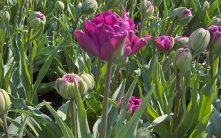 Нэгрита Доублэ