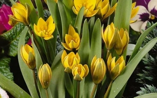 Нэуструэваэ