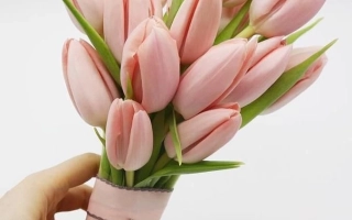 Букет нежно-розовых тюльпанов в розовой бумаге, держимый рукой на белом фоне. - Нежность