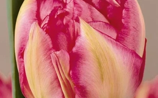 Ниэлс Финсэн