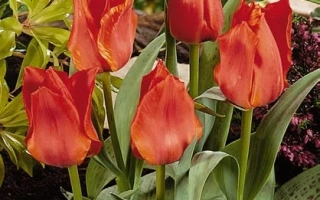 Ноблэ Вэнтурэ