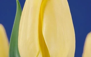 Нова Зэмбла