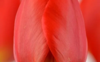 Красный тюльпан сорта Оксфорд на белом фоне