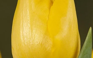 Ольмпиц Мэдал