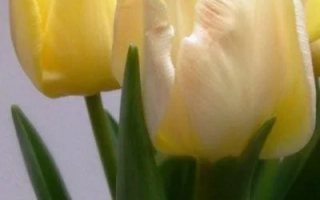 Онно ван тэр Бринк