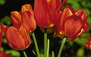 Орангэ Боуqуэт