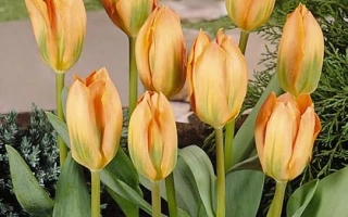 Орангэ Брээзэ