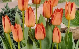 Орангэ Бриллиант