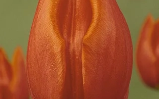 Орангэ Цассини