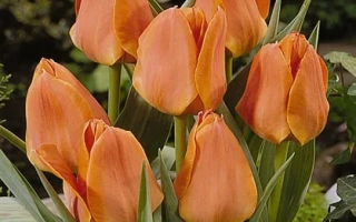 Орангэ Элитэ