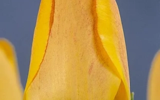 Орангэ Лион